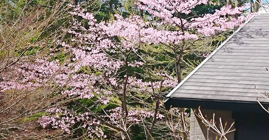 桜の咲いた別荘地