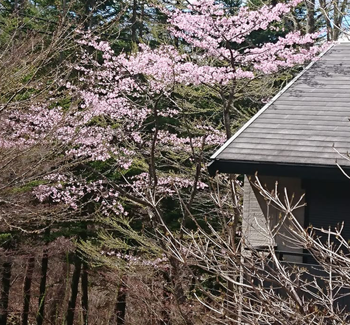桜の咲いた別荘地